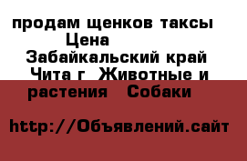 продам щенков таксы › Цена ­ 2 500 - Забайкальский край, Чита г. Животные и растения » Собаки   